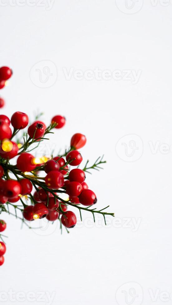 red berries with warm lights photo