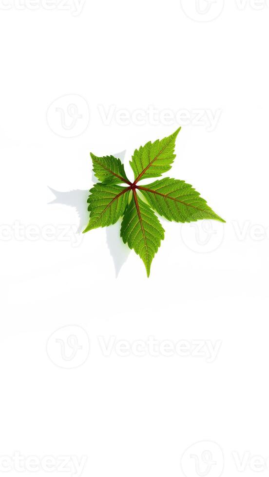 single green leaf with red veins on a white background photo