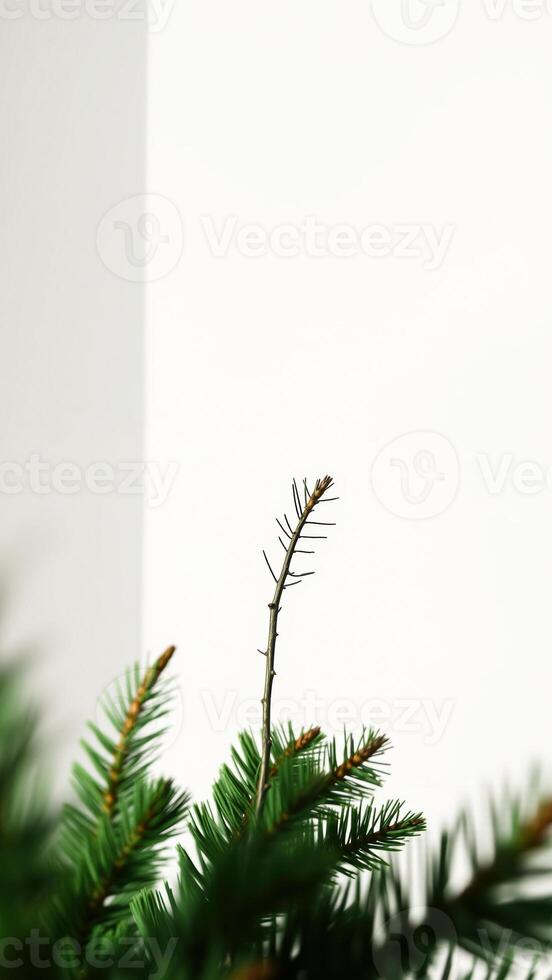 close- a pine branch with sharp needles photo