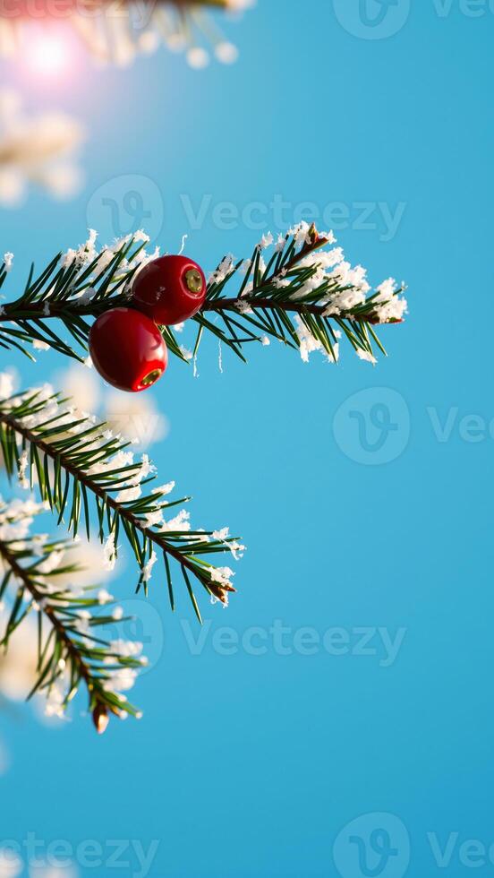 snowy pine branch with red berries photo