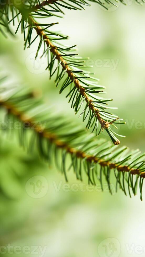 close- view a pine branch photo
