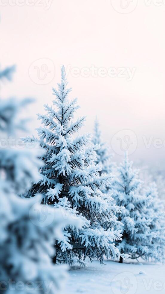 frosty evergreen a winter landscape photo