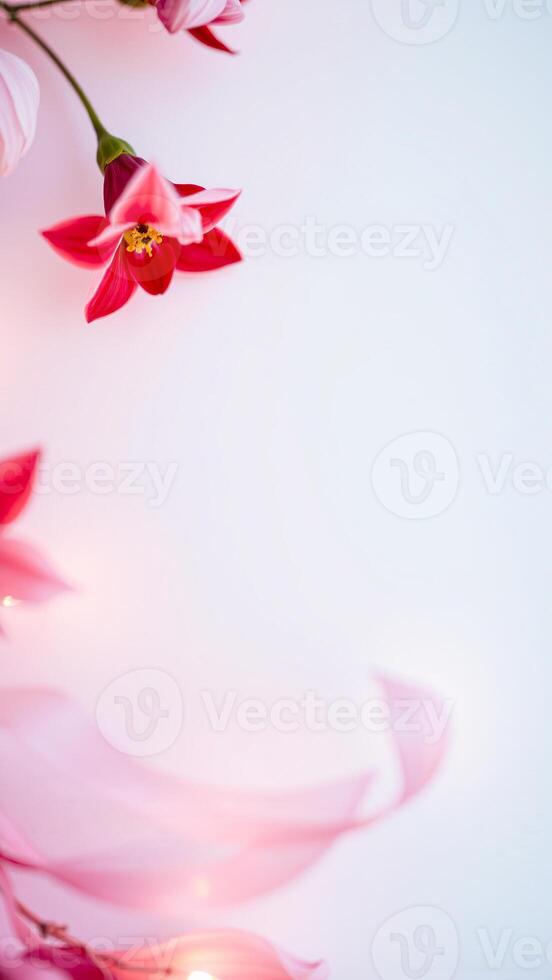pink flowers on a white background photo