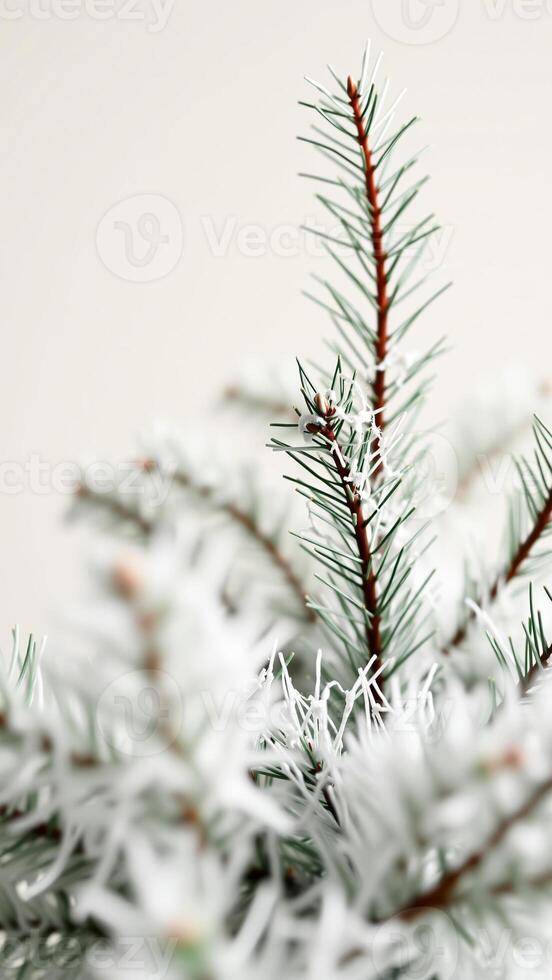 frosty pine branch close- photo