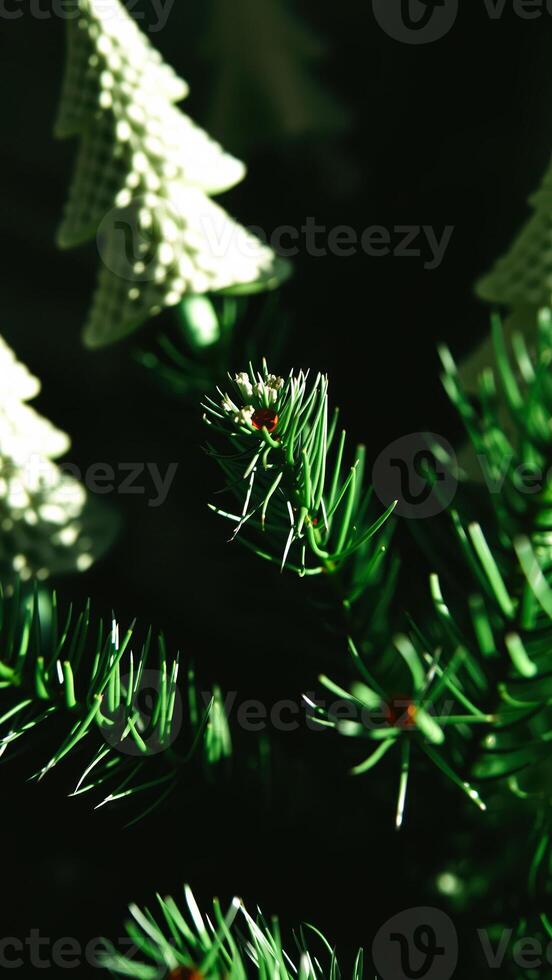 single branch a coniferous tree bathed sunlight photo
