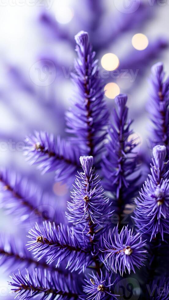 close- view a purple pine branch photo