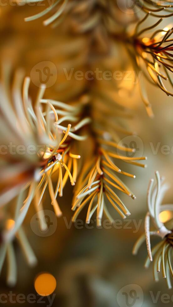 close- a conifer branch with warm light photo