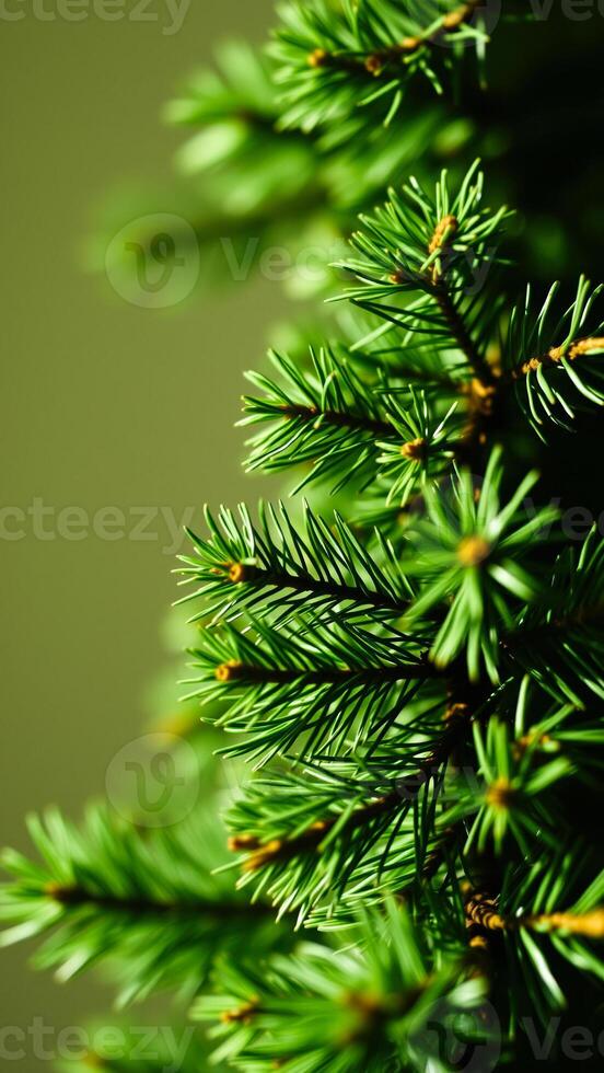 close- view a lush evergreen tree branch photo
