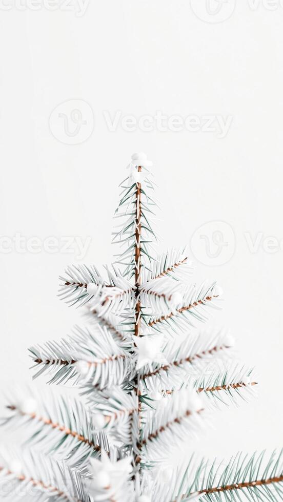 close- a frosted pine branch photo
