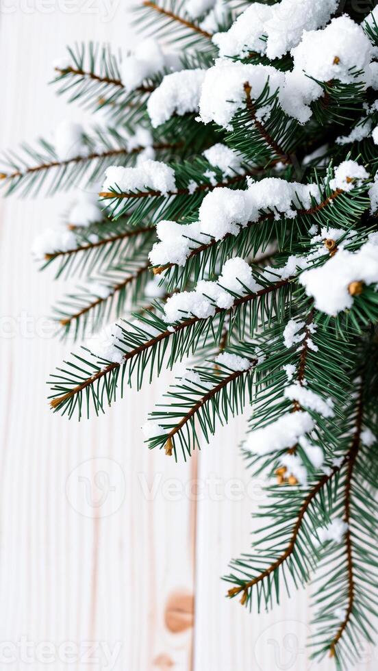single pine branch adorned with fresh snow photo