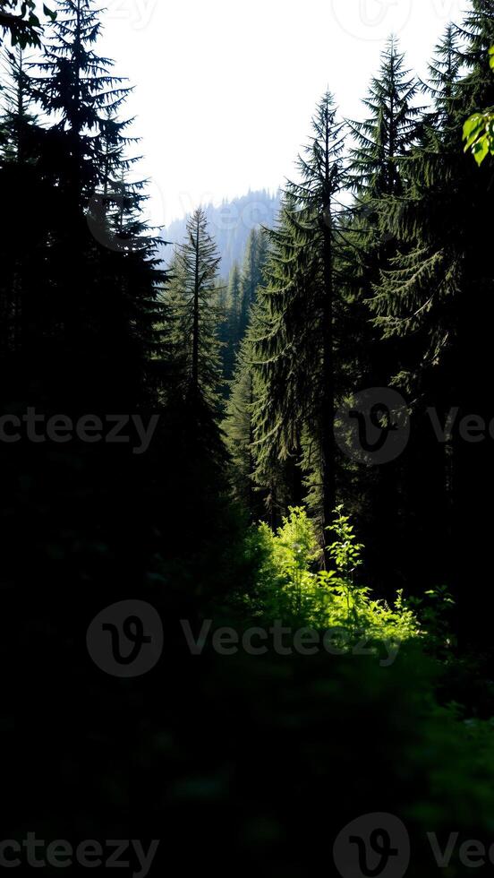 patch light a dense forest photo