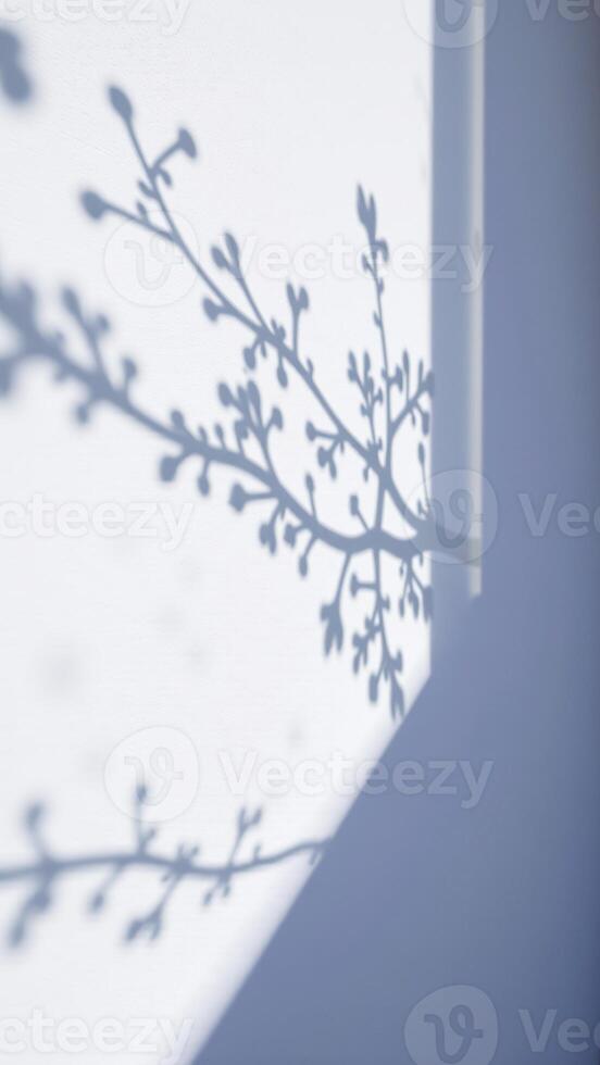 delicate branch shadow cast on a white wall photo