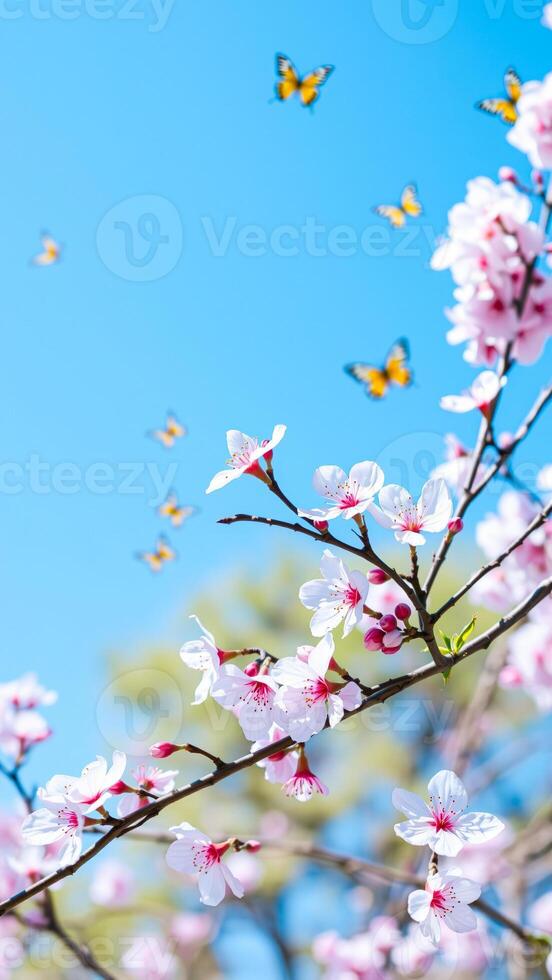 white blossoms against a blue sky photo