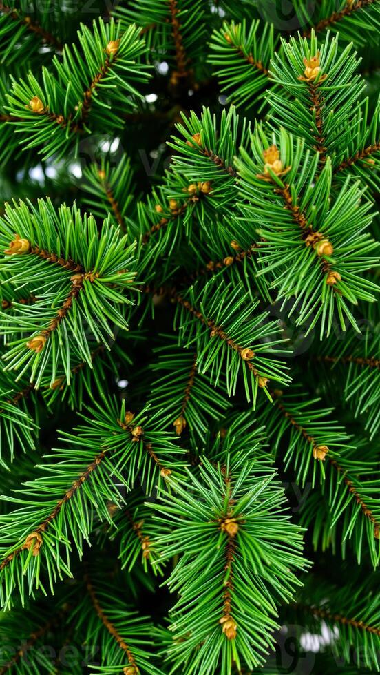close- pine tree branches photo