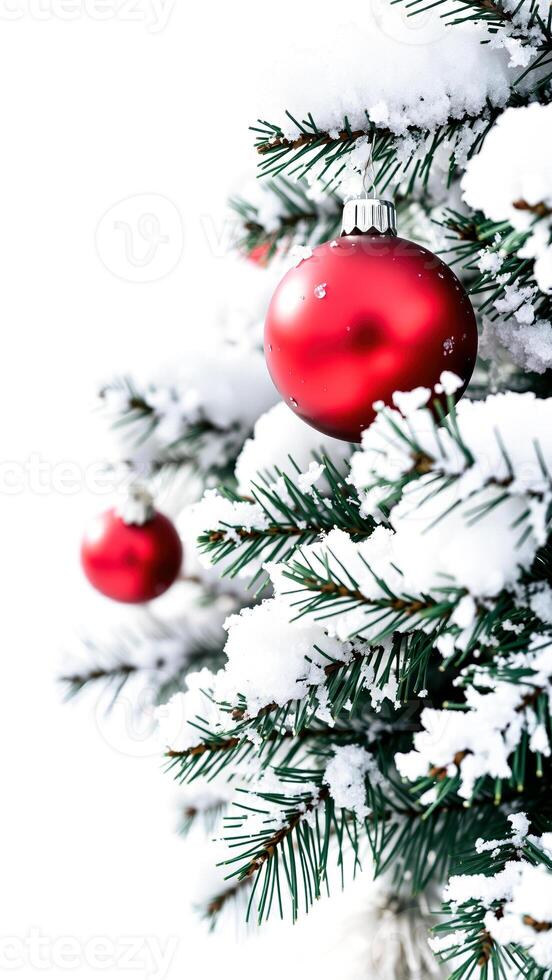 red bauble adorns a snowy pine branch photo