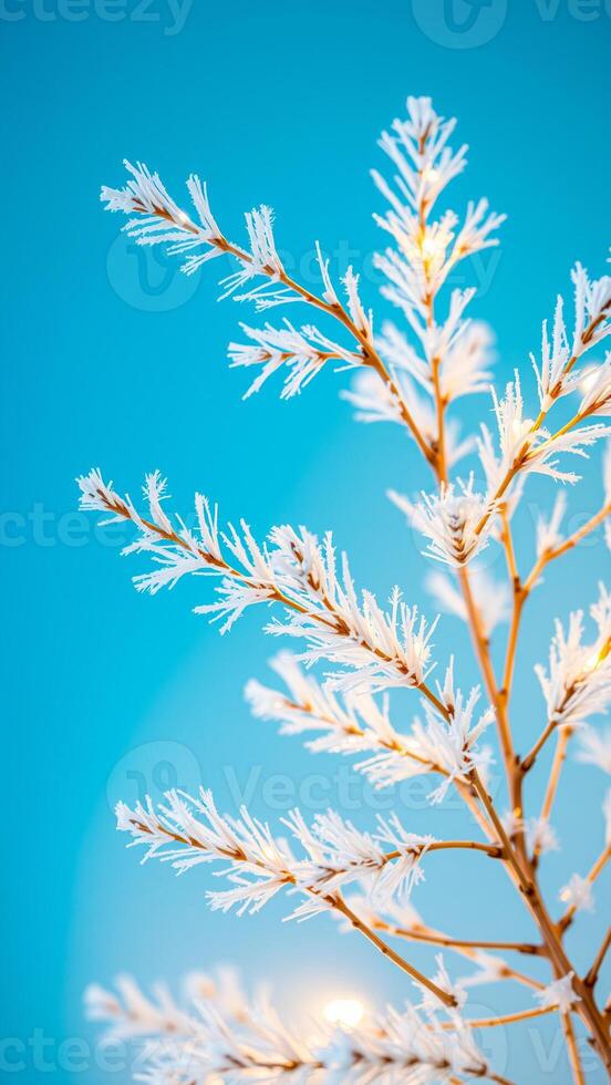 frosted tree branch against a blue sky photo