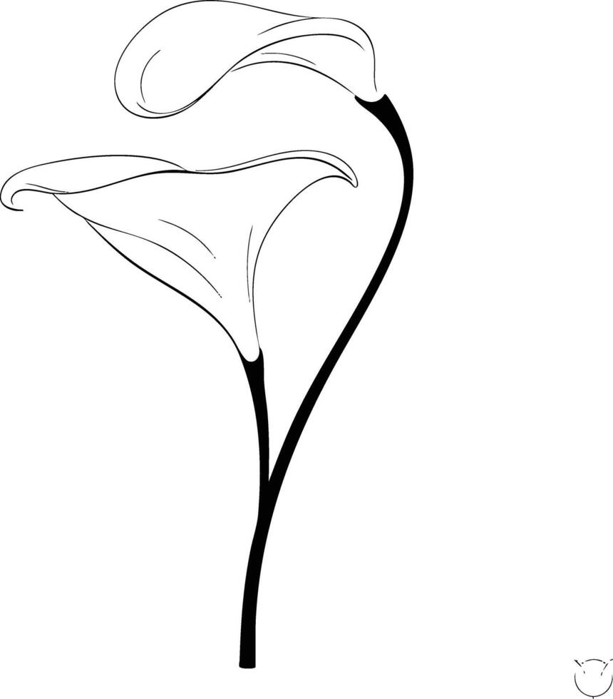 A calla lily is shown in this drawing vector