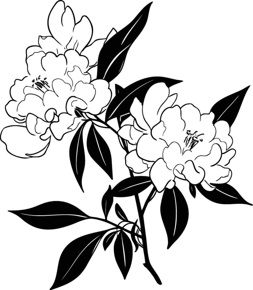 Black and white peony flowers on a branch vector