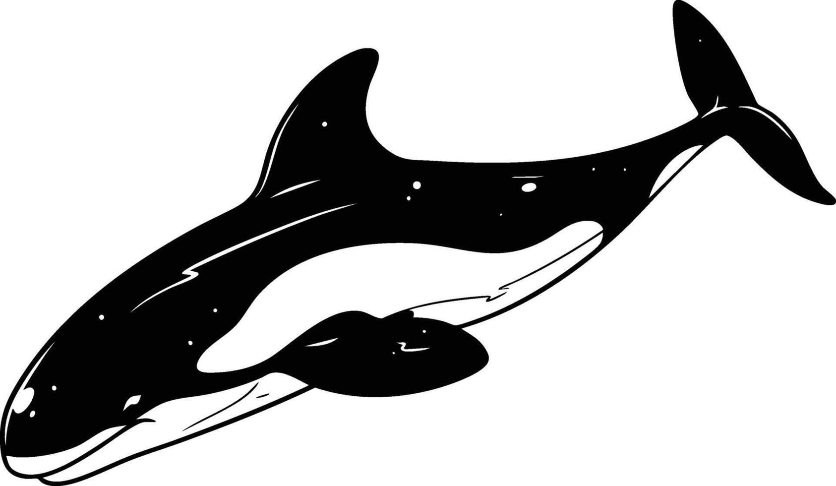 An orca whale is shown in black and white vector