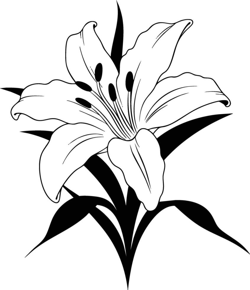 A black and white lily flower on a white background vector