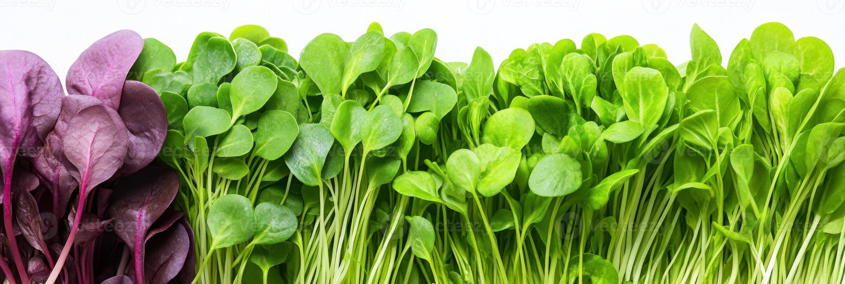 A vibrant display of fresh microgreens, featuring purple amaranth alongside various green varieties photo
