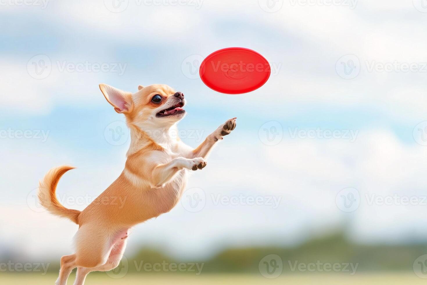A playful Chihuahua jumps joyfully to catch a red frisbee in a clear blue sky during a sunny day outdoors photo