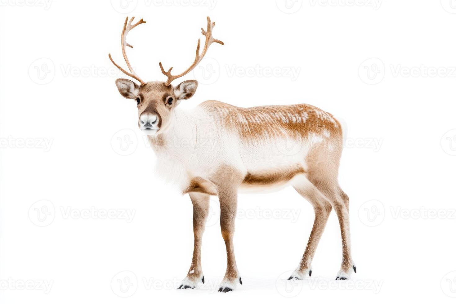 Full-length portrait of a reindeer with soft brown fur and antlers in a winter setting against a white background photo