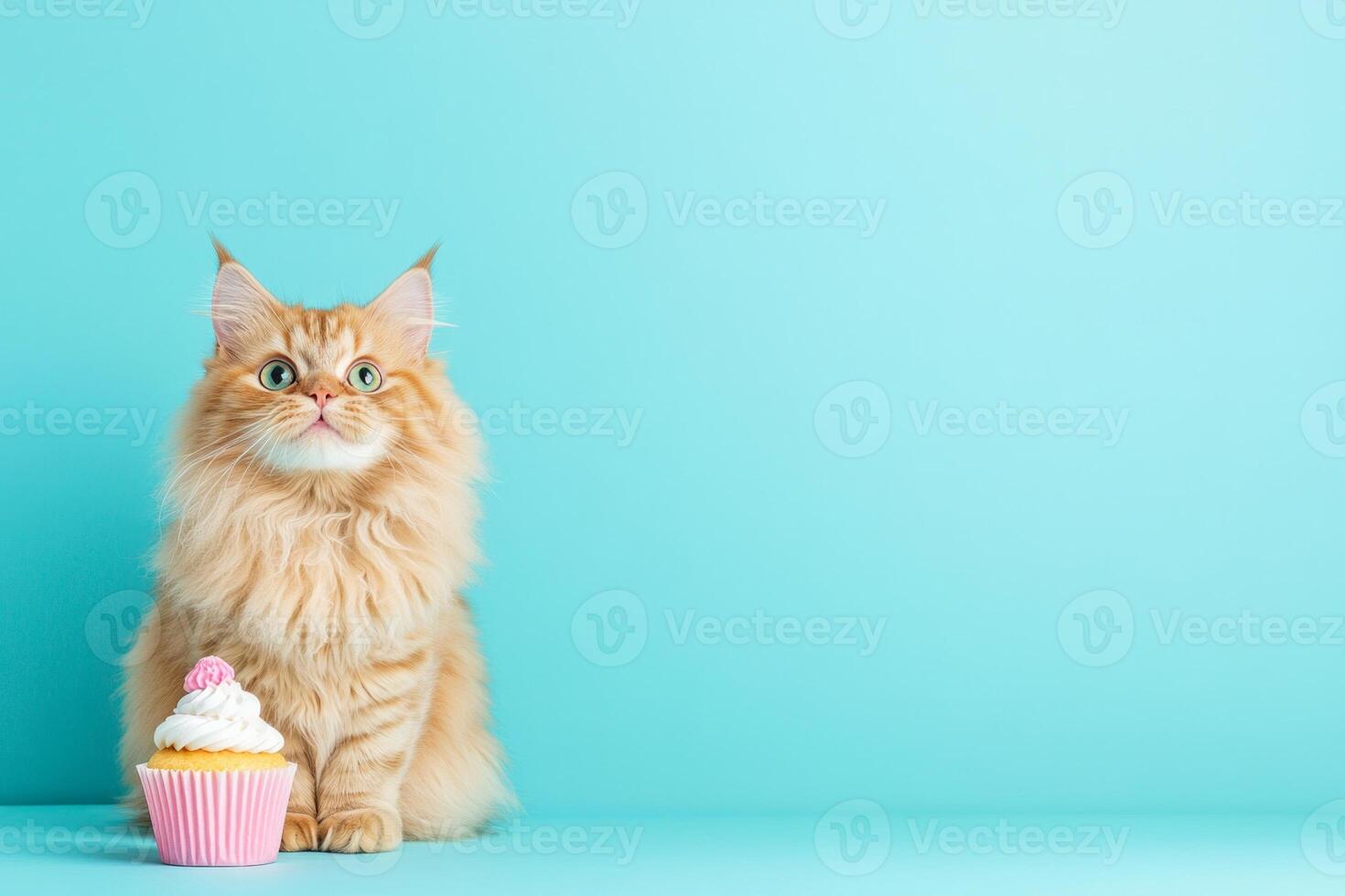 Fluffy Maine cat curiously nibbling a cupcake against a soft blue backdrop in a cozy studio setting photo