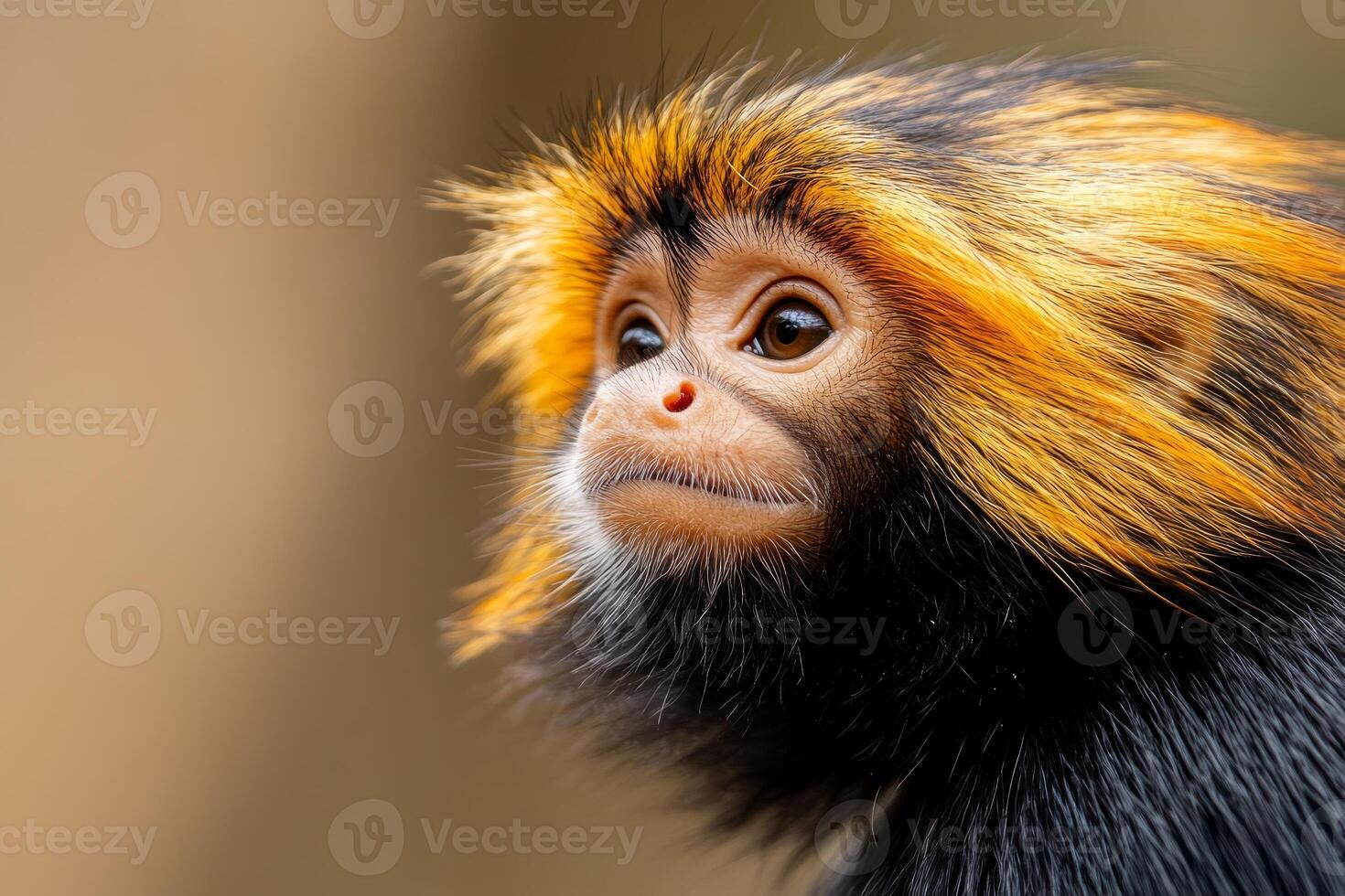 Adorable fluffy monkey with vibrant fur looking curiously in a natural setting during daylight photo
