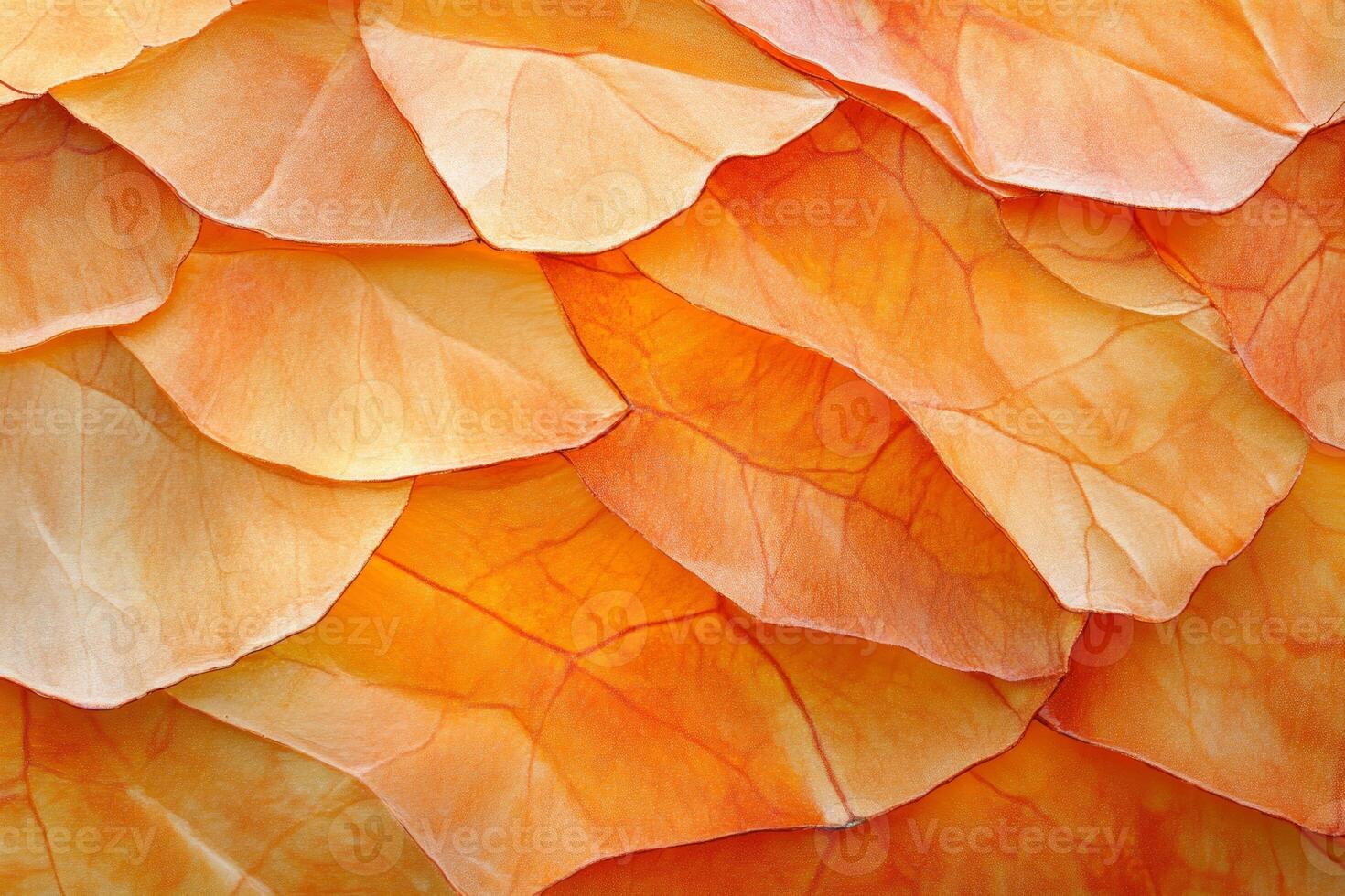 Close-up of textured pumpkin skin showcasing earthy orange tones with soft lighting for fall harvest inspiration photo