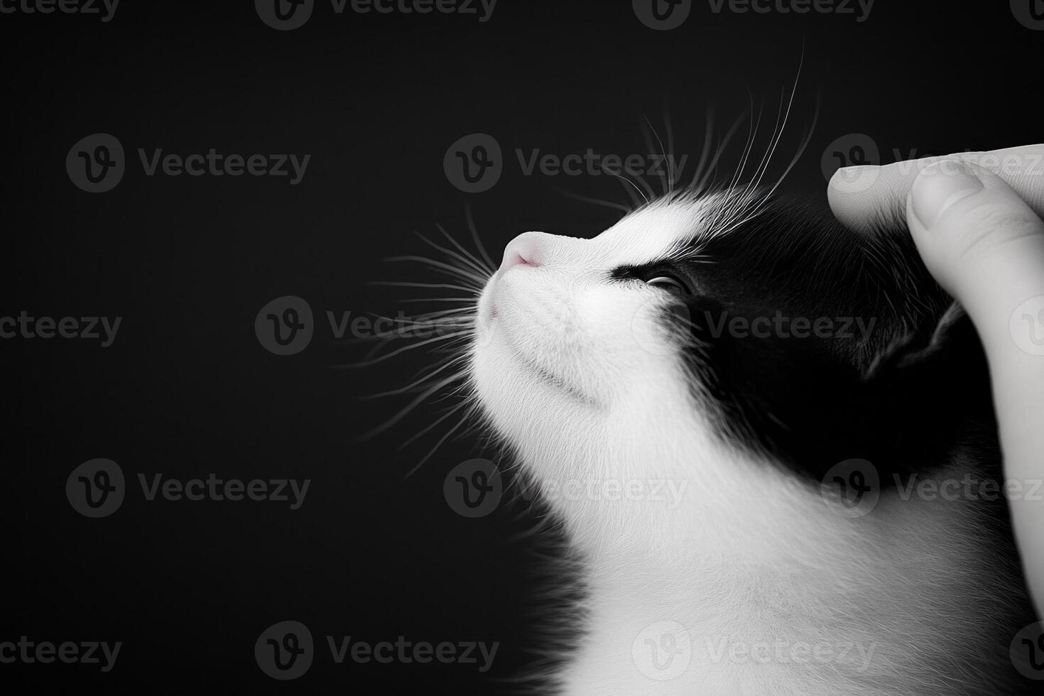 Child gently pets a black and white kitten in a warm clinical setting creating a calming atmosphere photo