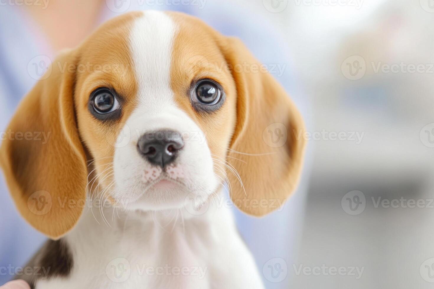 Playful beagle puppy gazes at the camera in a clinical setting with gloved hands in the background photo