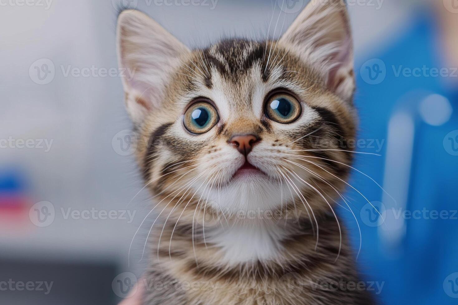 Scottish Fold kitten with a surprised expression held in a veterinary clinic under natural light photo