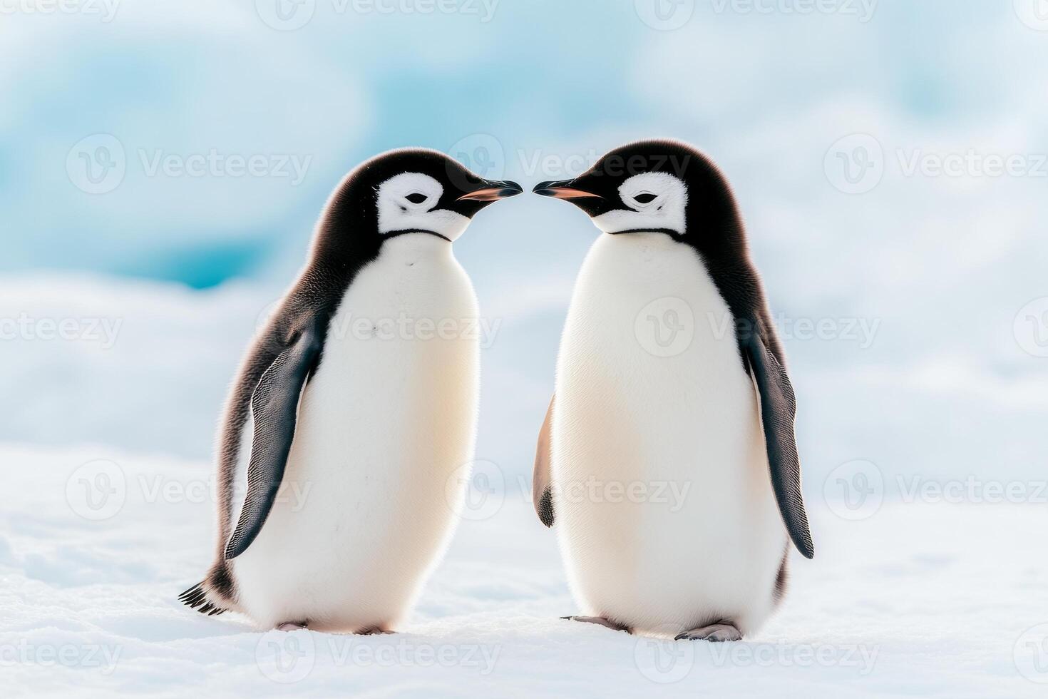 Two penguins share a tender moment as they touch beaks on the snowy Antarctic ground under soft cold light photo