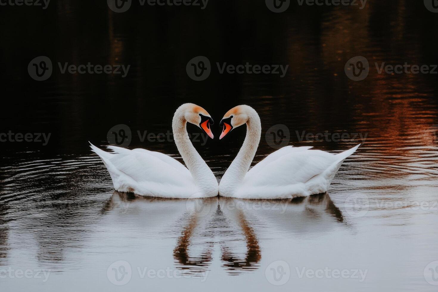 Two swans form a heart shape with their necks on a calm lake at dawn, reflecting a serene and romantic ambiance photo