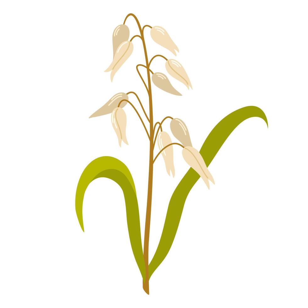 Rice Plant. Oryza, field grain crop. Farm cereal rice plant with leaf and seed, kernels. Botanical agriculture drawing in vintage style. illustration isolated on white background. vector