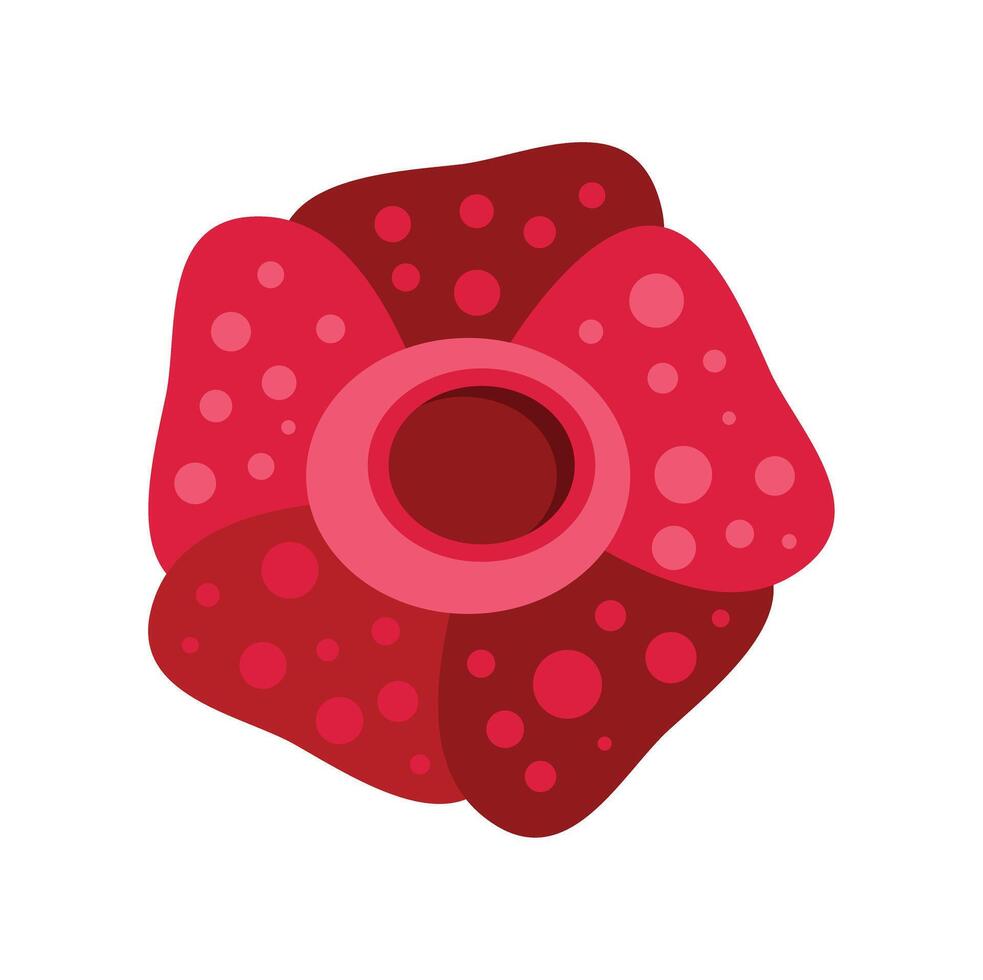 Rafflesia arnoldii flower growing and blooming in wild nature vector