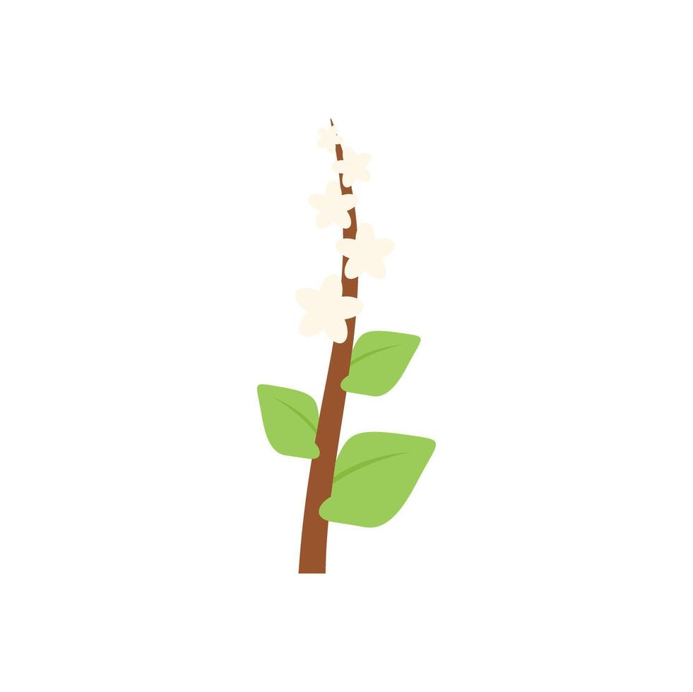 White flowers blooming on branch with green leaves vector