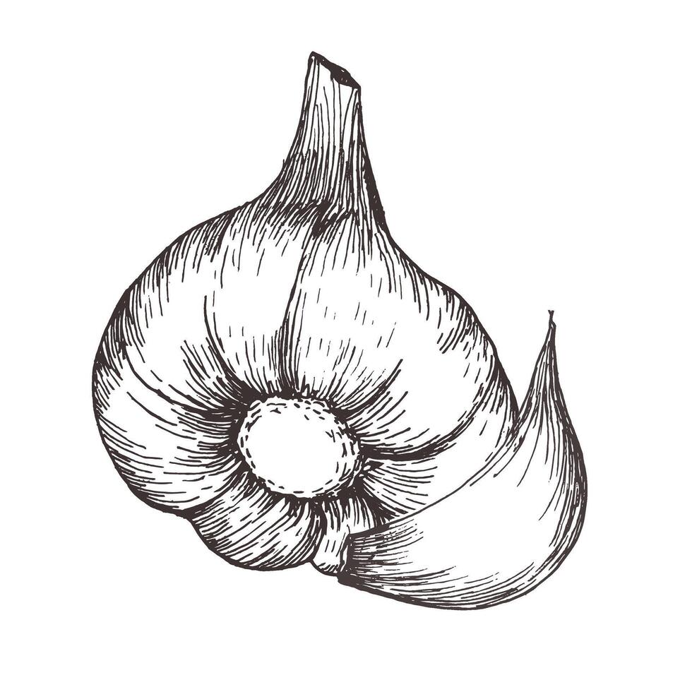 Ink garlic hand drawn illustration. Vegan food clipart in line art style. Meal ingredient for dinner, main course addition. White sauce. For product packing, textile, kitchen utensils design vector