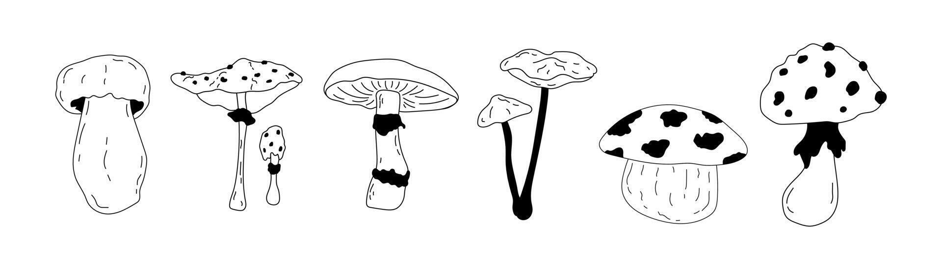 Mushrooms set. Hand drawn illustration of fungus in black and white colors. Drawing of boletus and fly agaric in line art style. Sketch of forest porcini and champignons group. vector