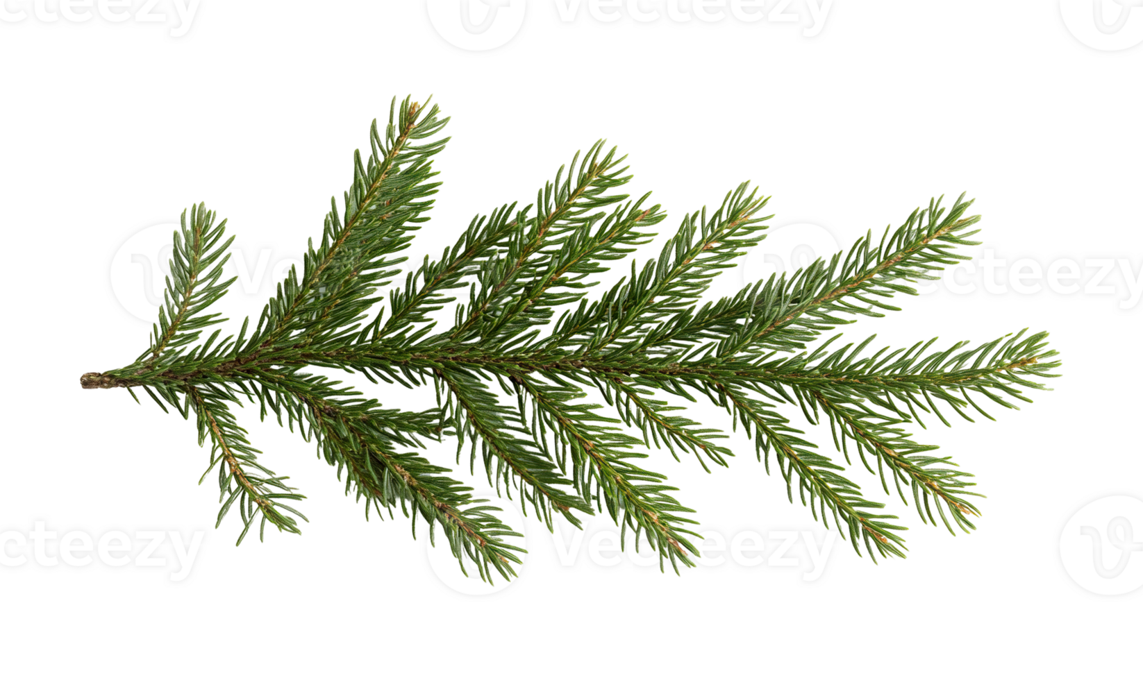 Christmas green fir pine spruce conifer evergreen tree branch , cutout isolated on transparent background. Winter holiday season graphic resource png