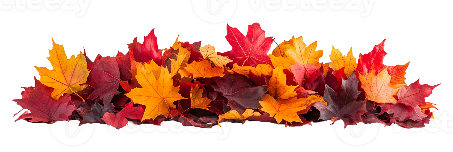 Vibrant orange red maple leaf pile, fall season , cutout isolated on transparent background. Autumn leaves decoration graphic resource png