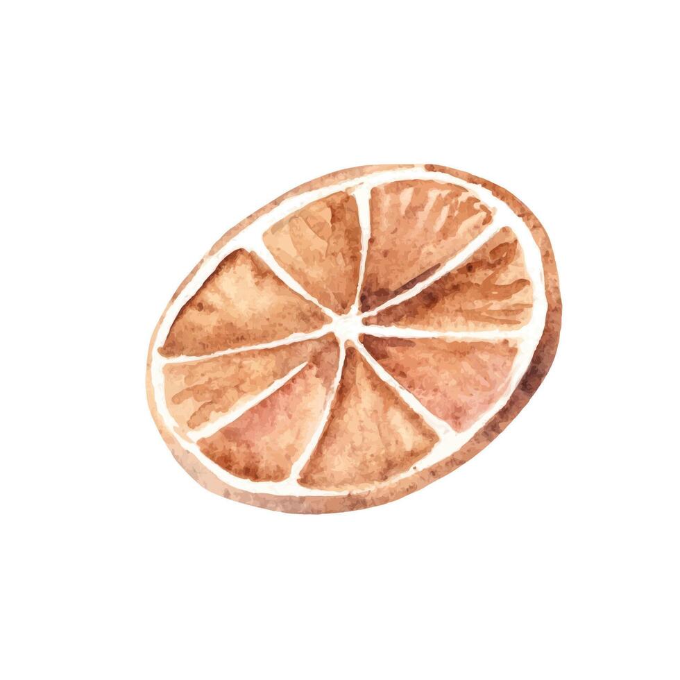 Orange Slice, dry Citrus Fruit. Watercolor illustration in rustic style isolated on white background. Design element for Christmas holiday cozy decorations and prints. vector