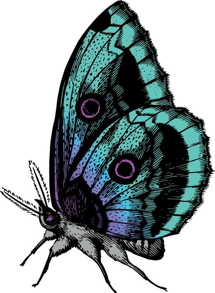 Butterfly Illustration Wide and Majestic Wings vector