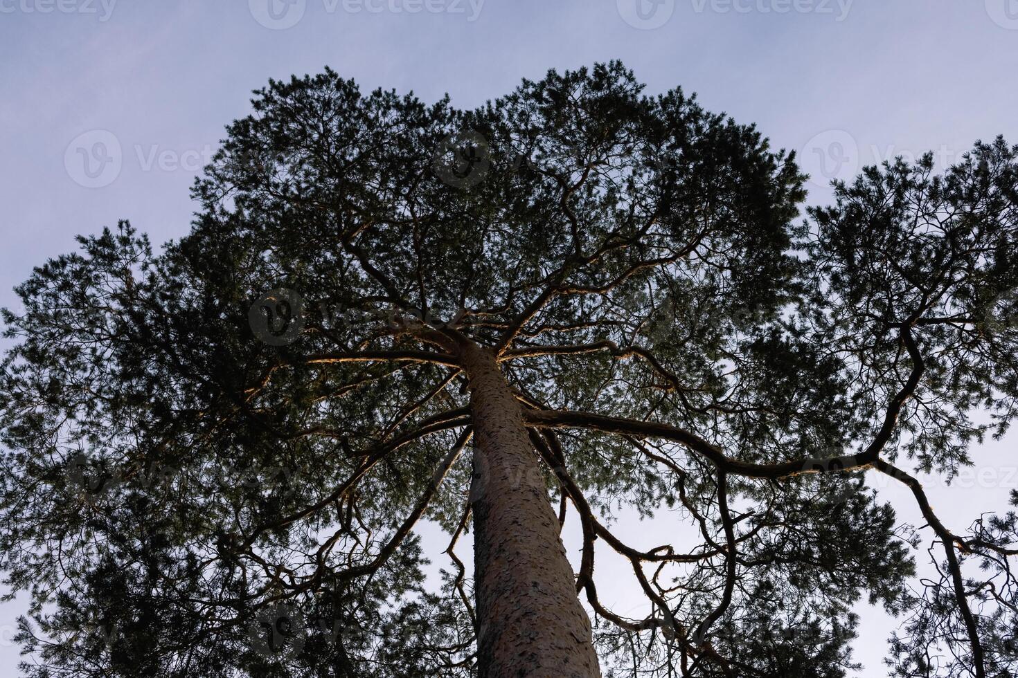 photograph of a pine tree with a view of its crown can create an atmosphere of serenity and natural beauty. The Scandinavian style, known for its simplicity and minimalism, photo