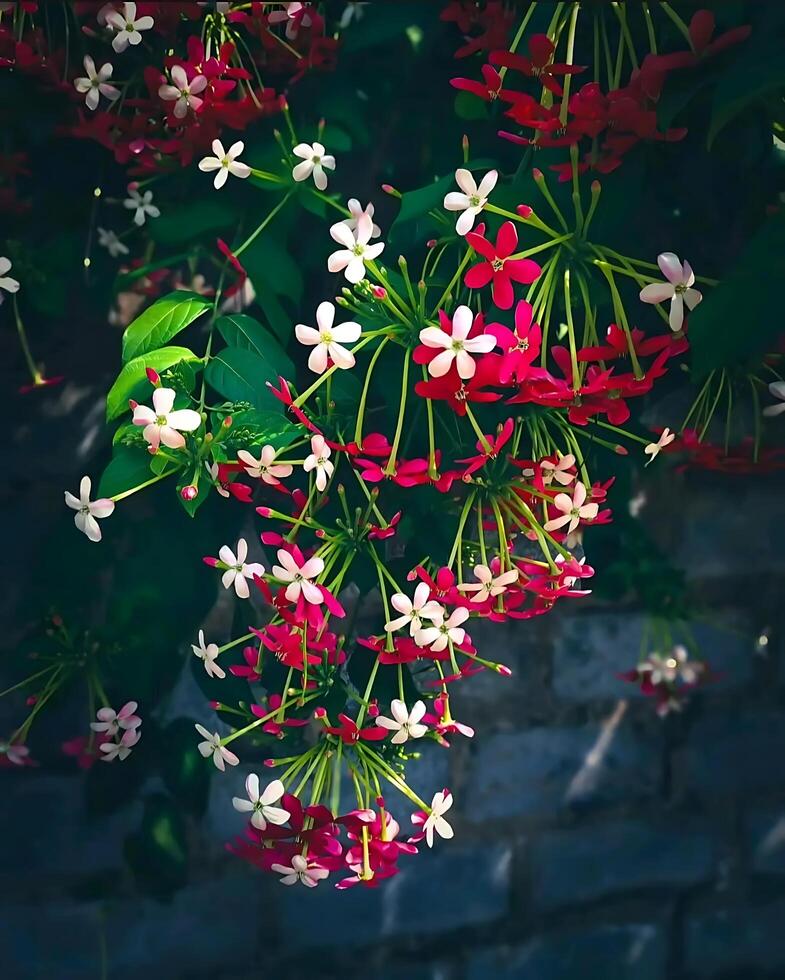 natural background photo