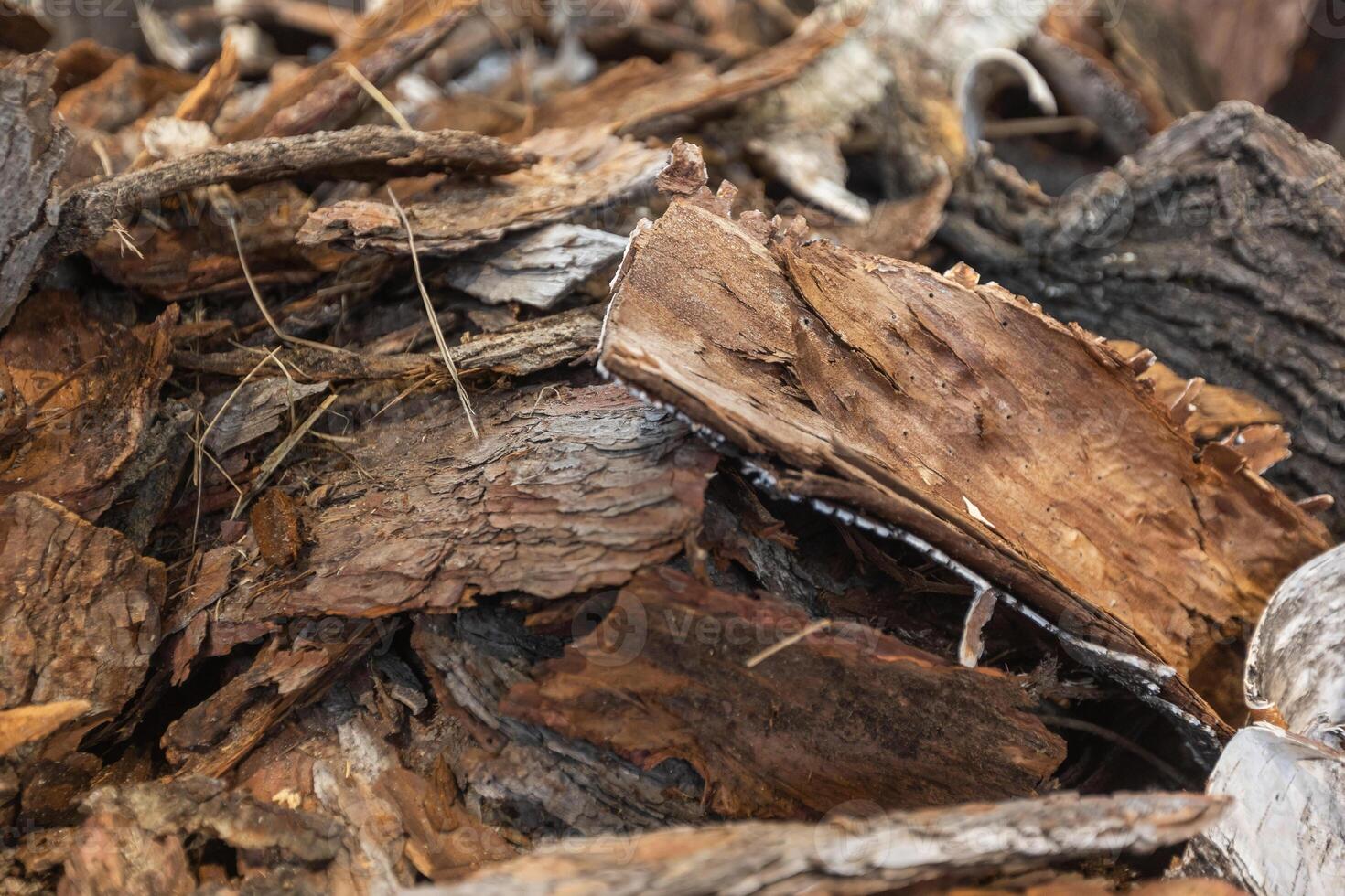 Close up of fresh tree bark from the tree, nature concept photo