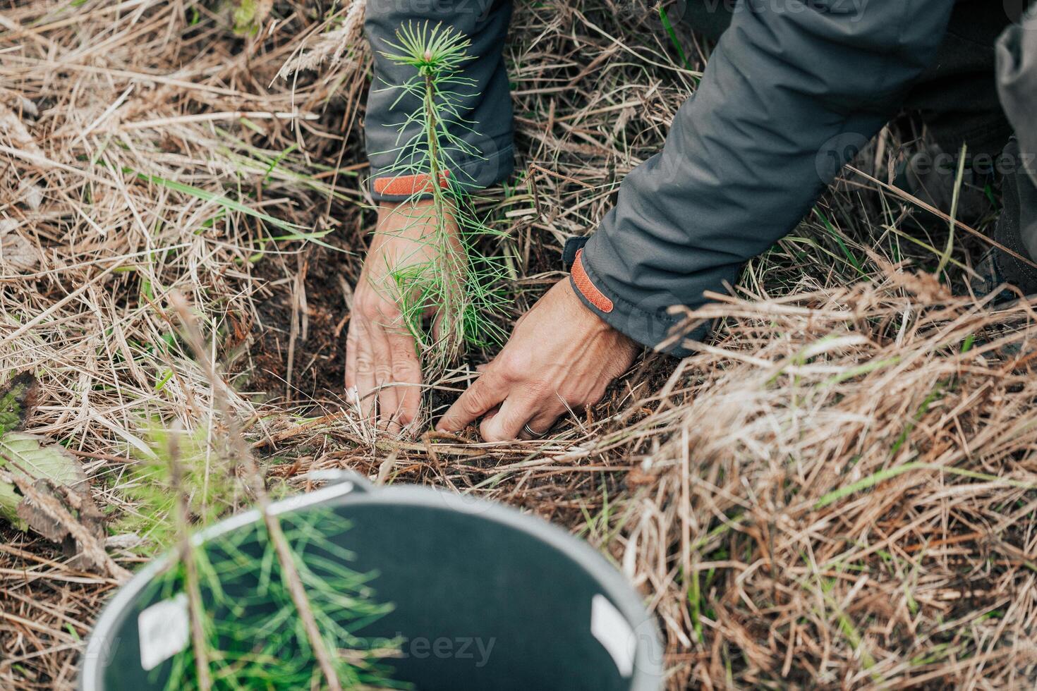 Man planting young tree seedling of conifer in the forest, save the planet, oxygen for the planet, nature concept photo