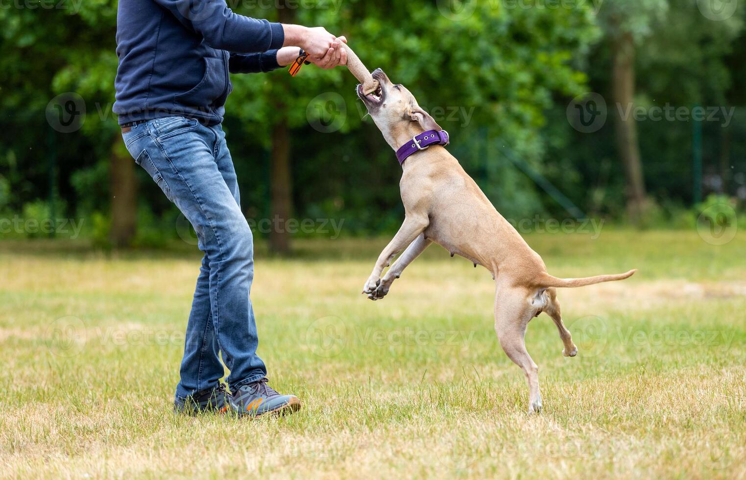 Training of puppy pitbull on the training center outside photo