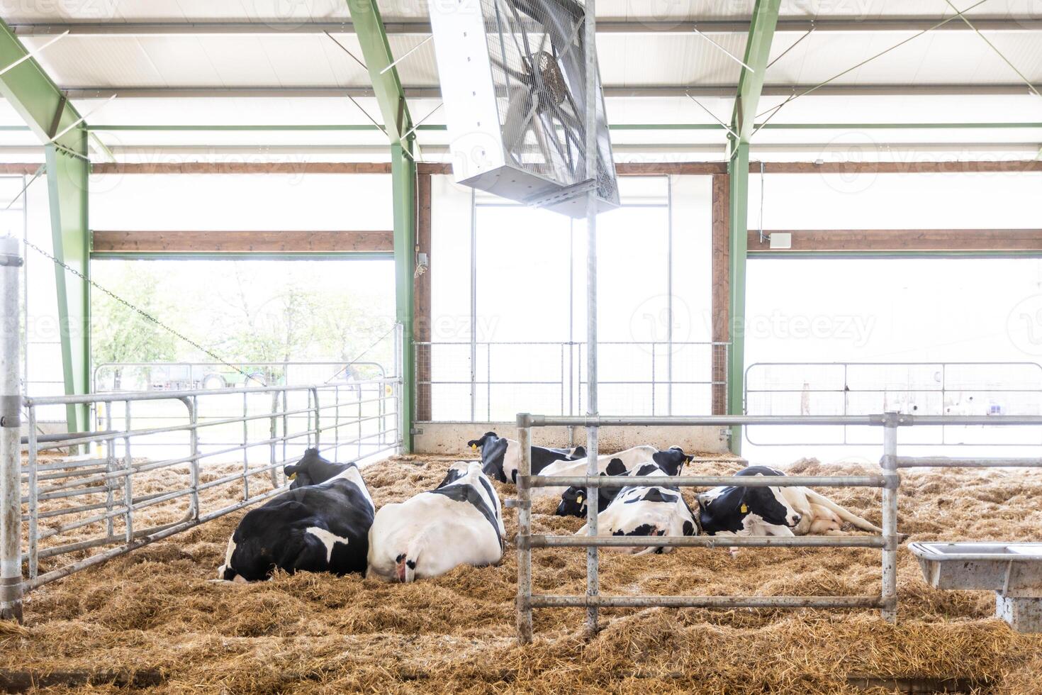 Cows in a farm, dairy cows laying on the fresh hay, concept of modern farm cowshed photo